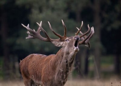 b70b95 0ef0f68ef9964f6f967564e47c56f480mv2