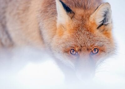 Nature au carre de Marc Steichen